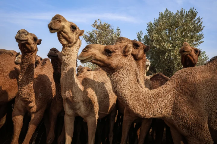 ترداری صنعتی، کلید خودکفایی گوشت قرمز در روزگار کم آبی